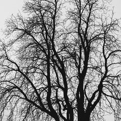 tree branches background Minimal Style