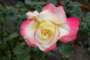 Pink rose flower with blur background
