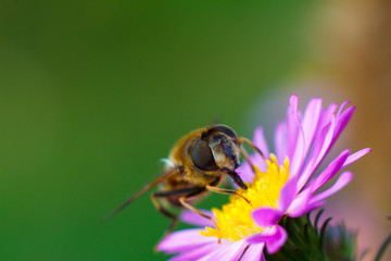 Colorful photo of bee on purple flower on green background.