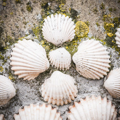 shells