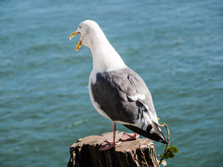 seagull