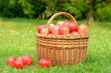 Wicker basket full of red apples