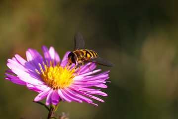 Colorful photo of bee on purple flower on green background.