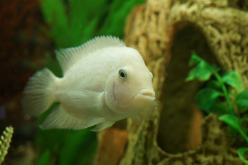 Obraz premium aquarium fish