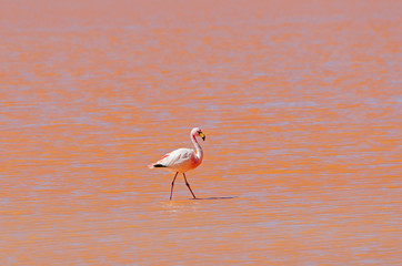 Flamingo
