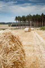 Rolled bays of hay on rolling Scottish hills