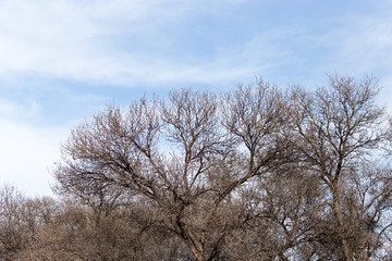 leafless tree branches against the blue sky