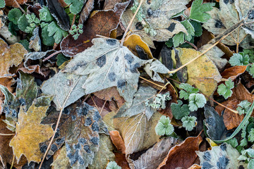 Frosted Leaves