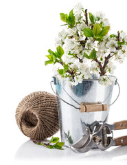 Spring still life branch blooming plum in bucket with garden
