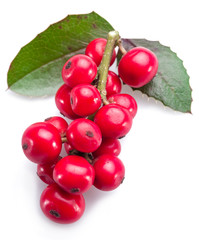 European Holly (Ilex) leaves and fruit on a white background.