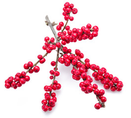 European Holly (Ilex) leaves and fruit on a white background.