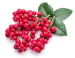European Holly (Ilex) leaves and fruit on a white background.