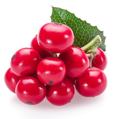 European Holly (Ilex) leaves and fruit on a white background.