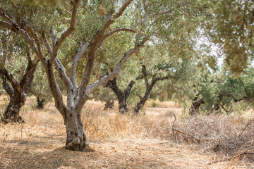 Olive trees garden.