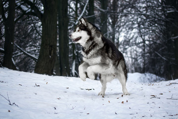 Alaskan Malamute in the forest
