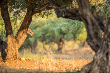 Olive trees garden.