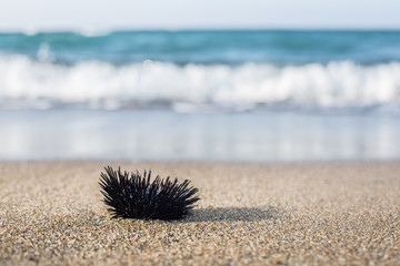 Urchin  at the coast line.