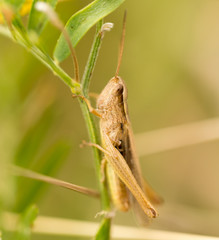 grasshopper in nature. close