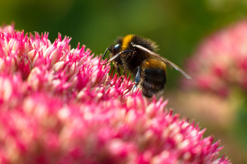 Bee on pink flower. Shallow depth of field