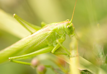 grasshopper in nature. close