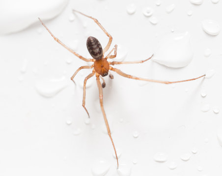 Spider on a white background with water drops