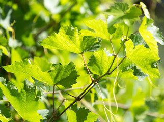 mustache grapes in nature
