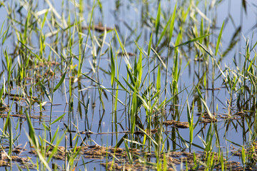 reeds on the water in the lake in nature