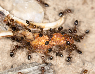 ants eat fish. close