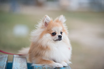 pomeranian dog sitting on amphitheater