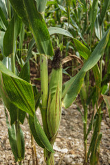 Obraz premium kukurydza