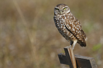 Burrowing Owl sitting on a wooden pole