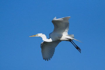 Great Egret (Ardea alba) in flight
