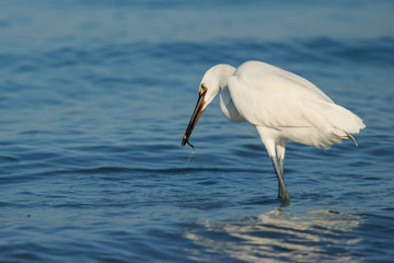 Reddish egret (Egretta rufescens)