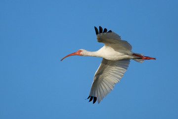 White Ibis flying in blue sky