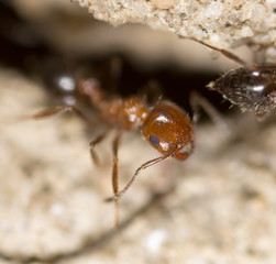 ant on the ground. Super Macro