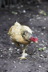 Hen  on a dark ground