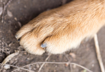 dog paw. macro