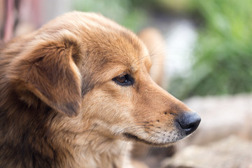 Fototapeta premium Portrait of a dog on the nature