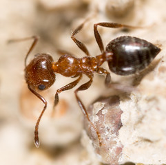 ant on the ground. Super Macro