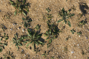 plants on the beach