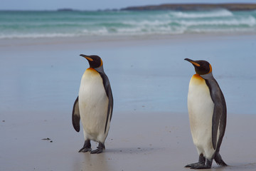 Fototapeta premium King Penguins (Aptenodytes patagonicus) on a sandy beach at Volunteer Point in the Falkland Islands. 