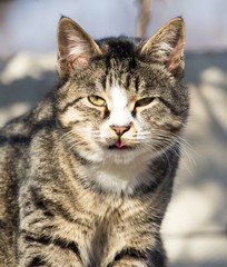 cat on the roof of a house on nature
