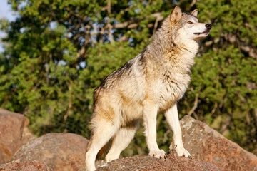 Plaid mouton avec motif Loup Gray wolf (Canis lupus)