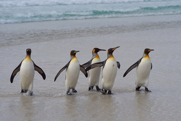 Naklejka na ściany i meble King Penguins (Aptenodytes patagonicus) on a sandy beach at Volunteer Point in the Falkland Islands. 