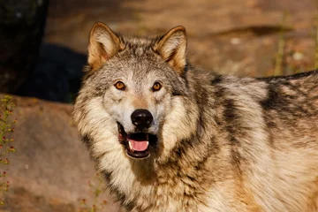 Crédence de cuisine en verre imprimé Loup Gray wolf (Canis lupus)