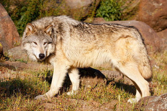 Gray wolf (Canis lupus)