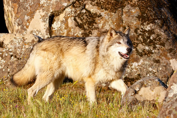 Obraz premium Gray wolf (Canis lupus)