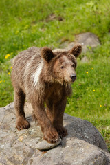 Fototapeta premium Young Grizzly bear (Ursus arctos)