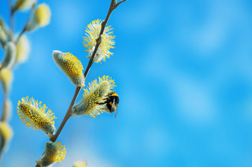 Spring background with bumblebee on branch blooming willow © Leonid Ikan
