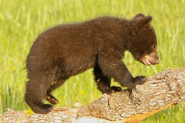 Baby American black bear